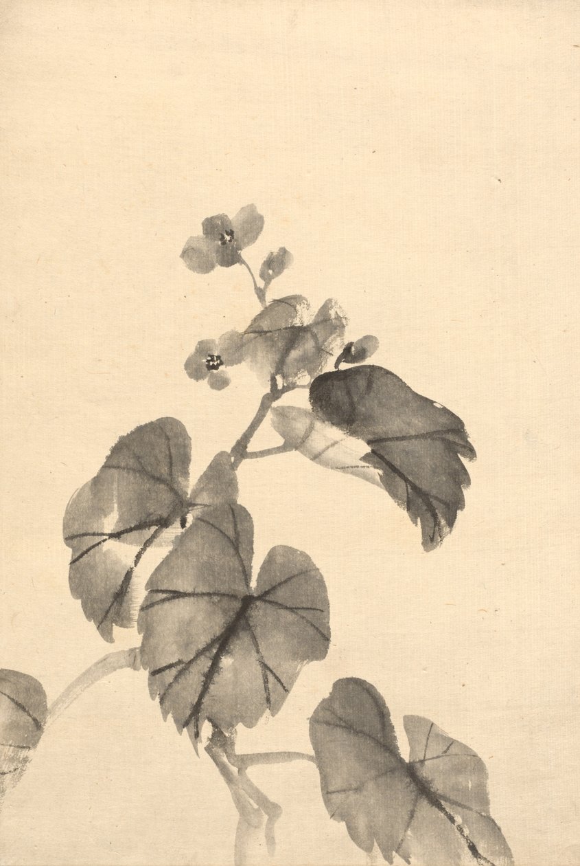 Gren af Begonia i blomst. af Kono Bairei
