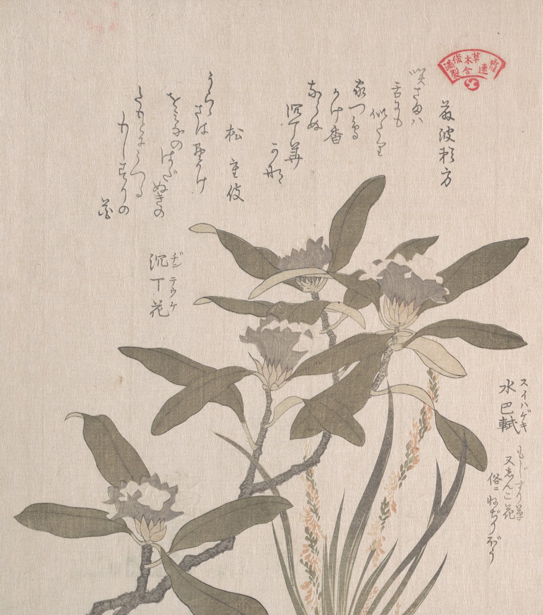 Daphne Odora og Mojisuri-so, 1800-tallet. af Kubo Shunman