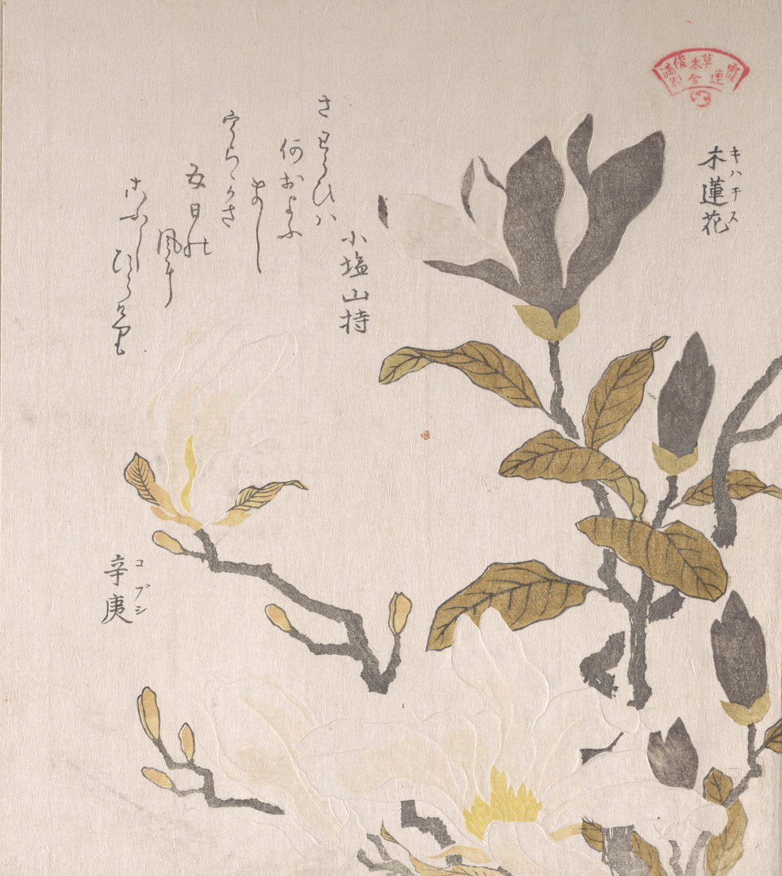 Magnolia blomster, 1800-tallet. af Kubo Shunman