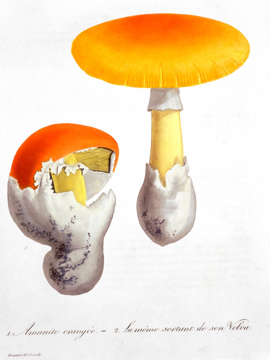 Amanita Caesarea Cæsars svamp, 1821 af LFJ Hoquart