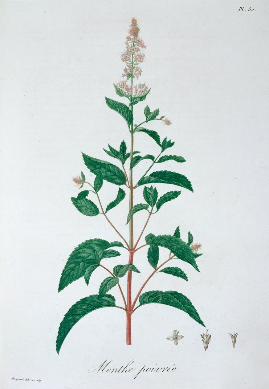Mentha Piperita Pebermynte, 1821 af LFJ Hoquart