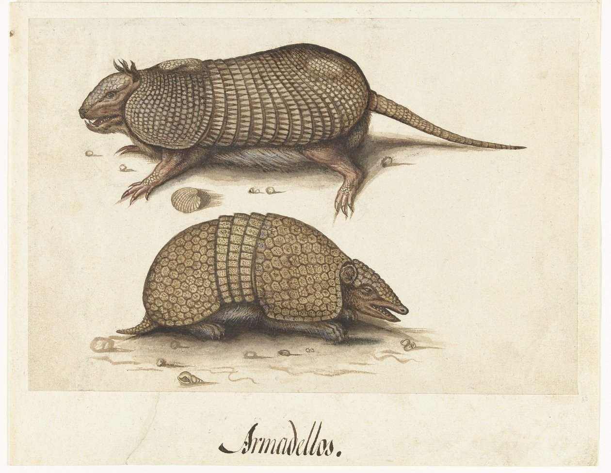 Albumark med to bæltedyr Bæltedyr af Lambert Lombard (rejected attribution)