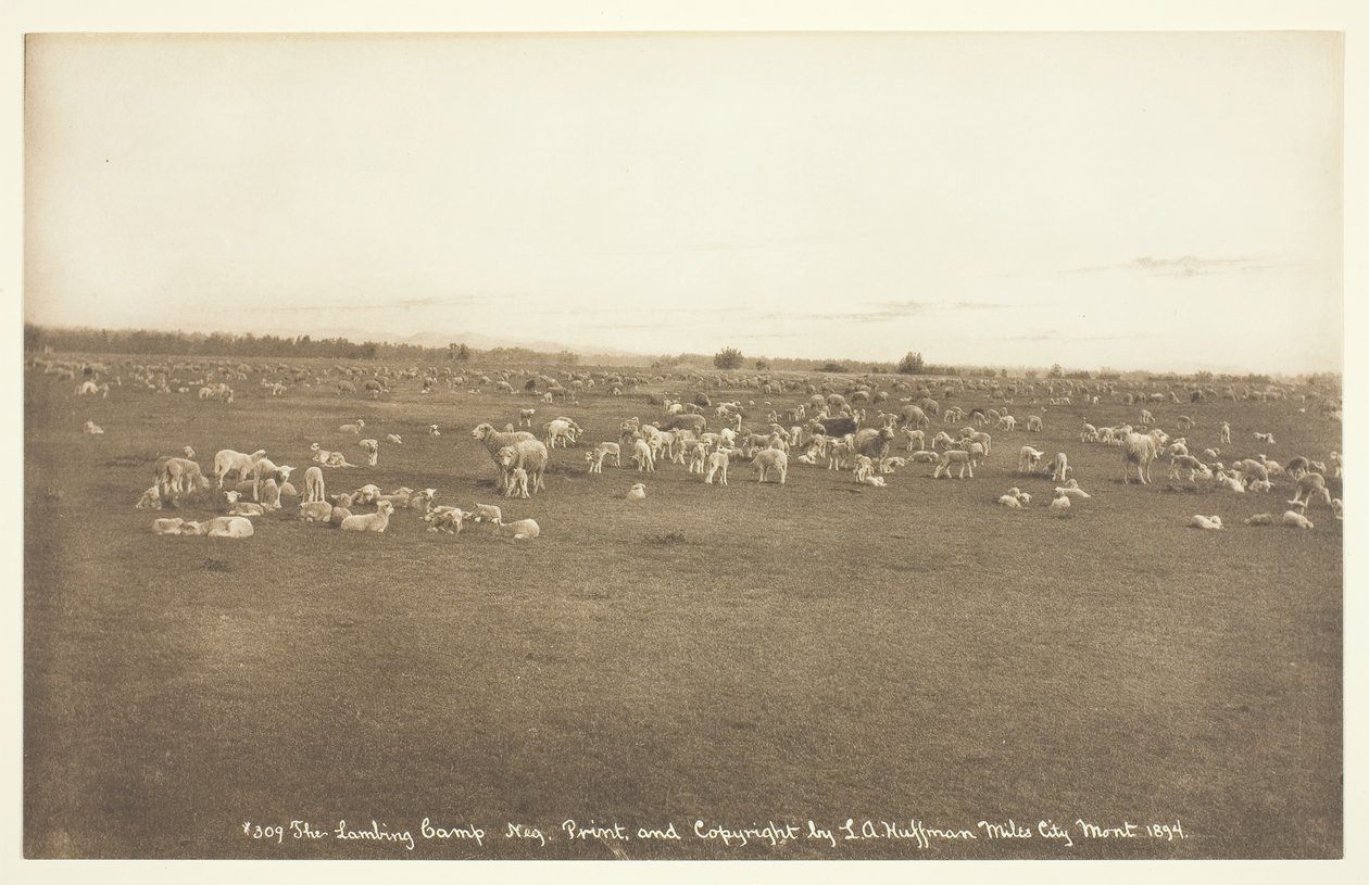 Lammelejren, 1894. af Laton Alton Huffman