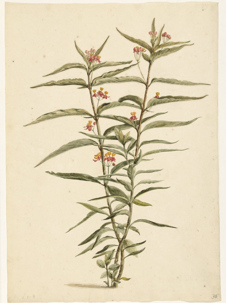 Blomstrende perikon (Asclepias curassavica) af Laurens Vincentsz. van der Vinne