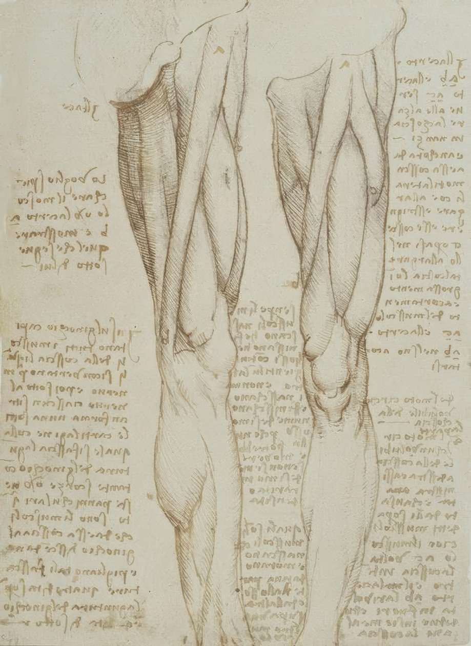 Anatomiestudien af Leonardo da Vinci