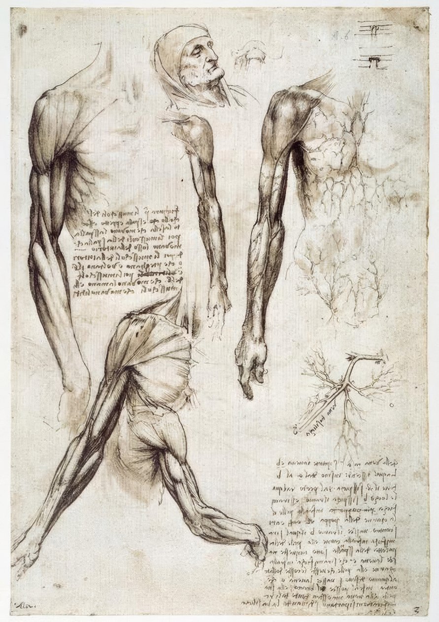 Anatomiestudien af Leonardo da Vinci