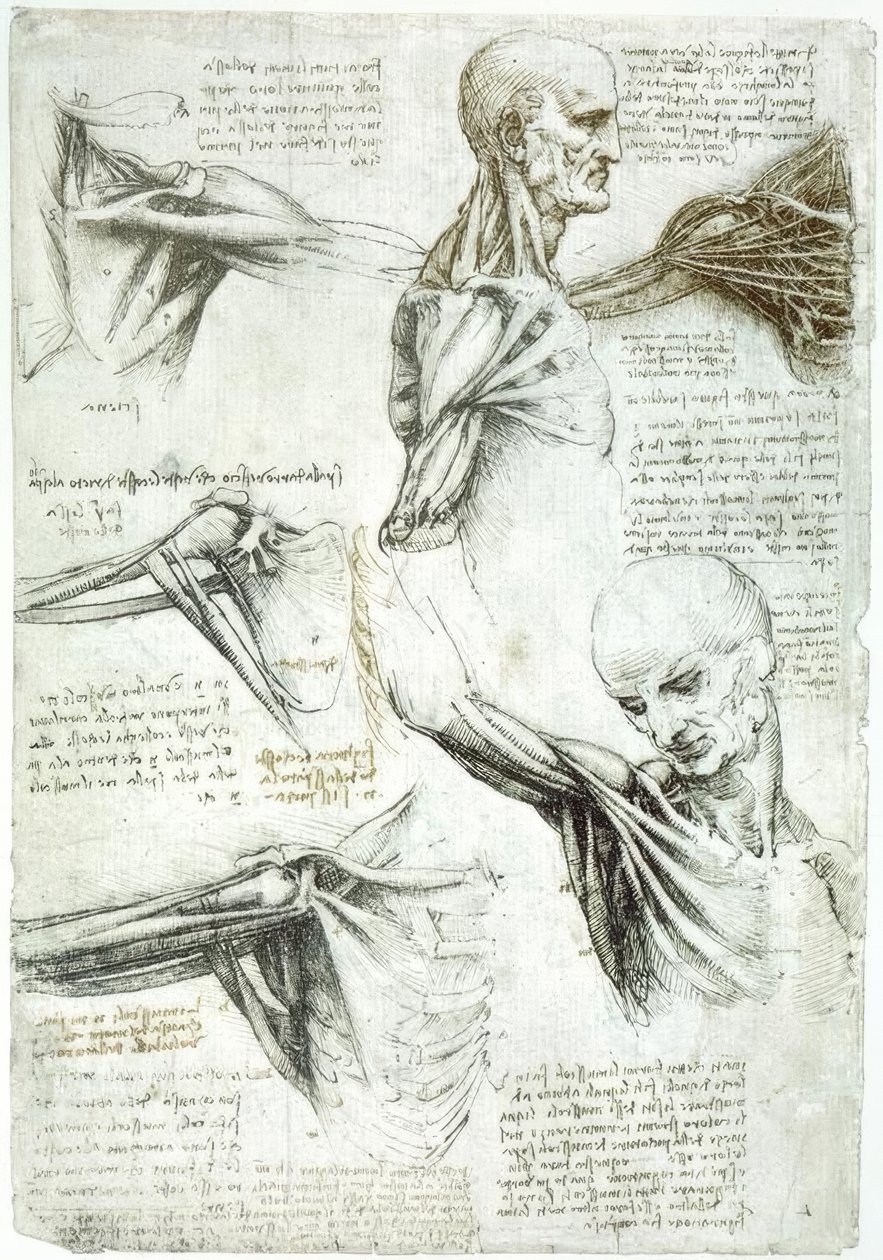 Anatomiestudien af Leonardo da Vinci