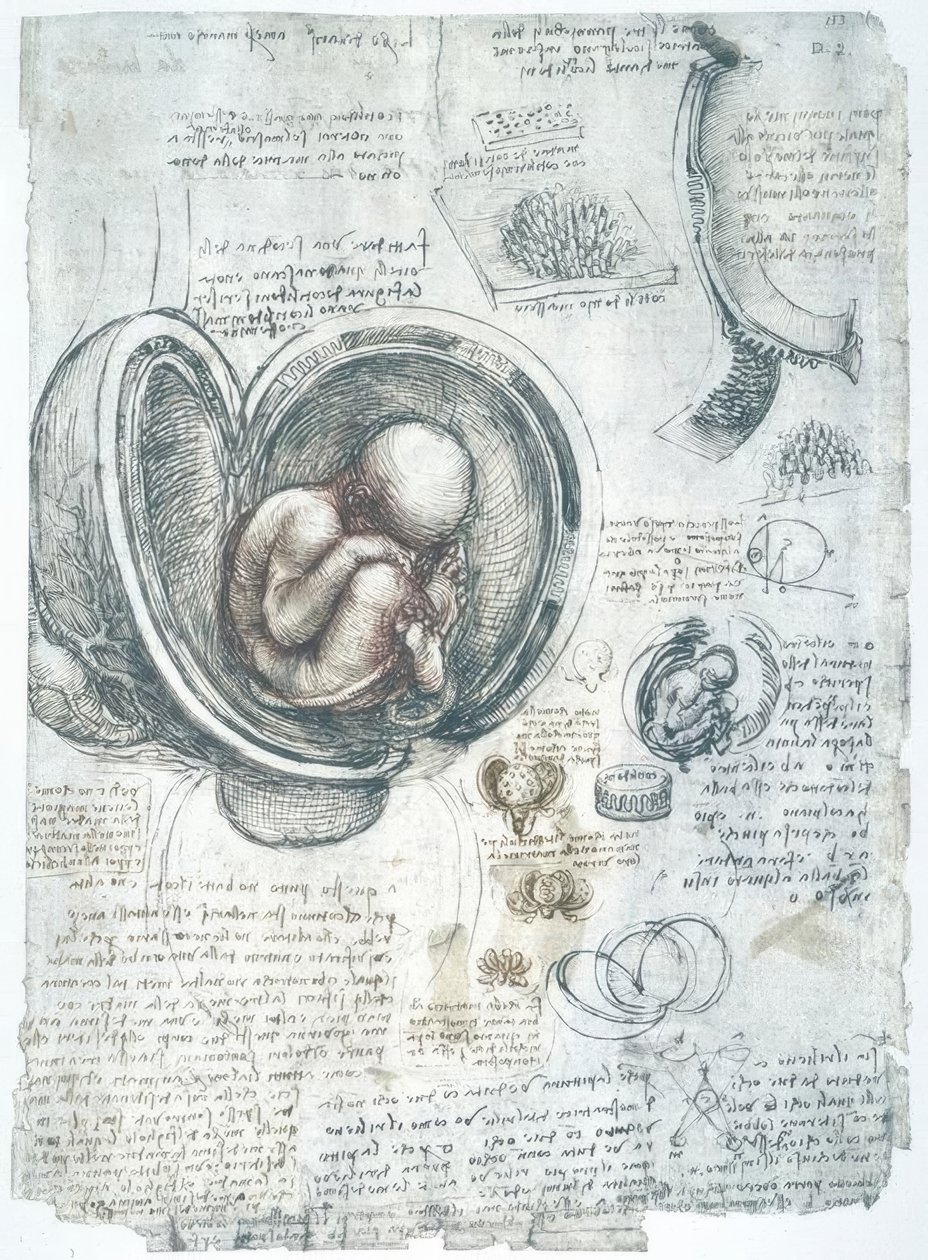 Anatomiestudien af Leonardo da Vinci