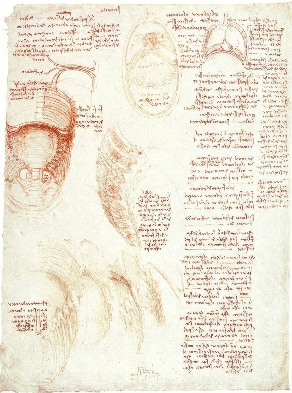 Anatomiske undersøgelser: brystkasse og diafragma af Leonardo da Vinci