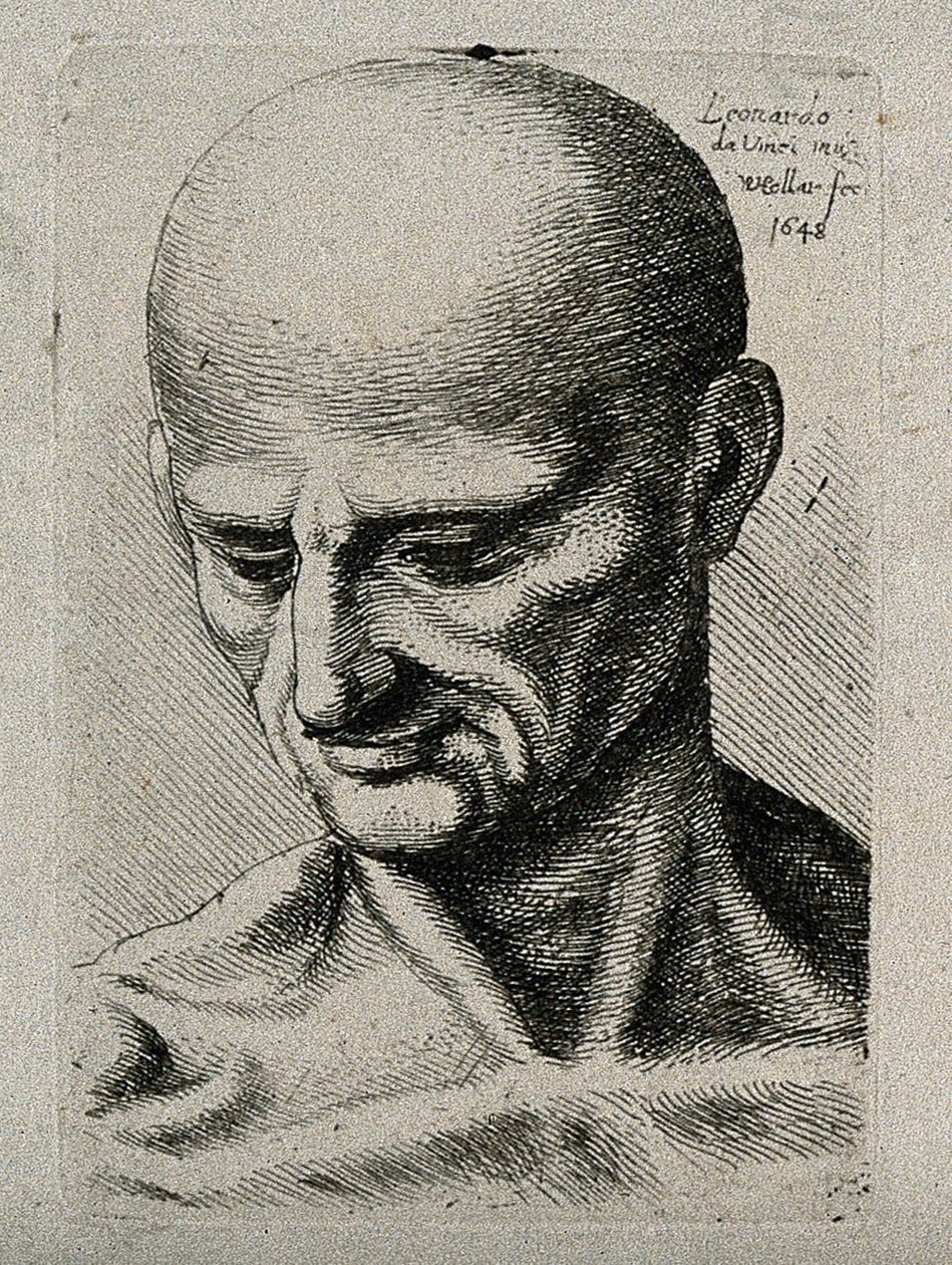 Bryst af en slank han, der kigger ned til hans nederste højre af Leonardo da Vinci