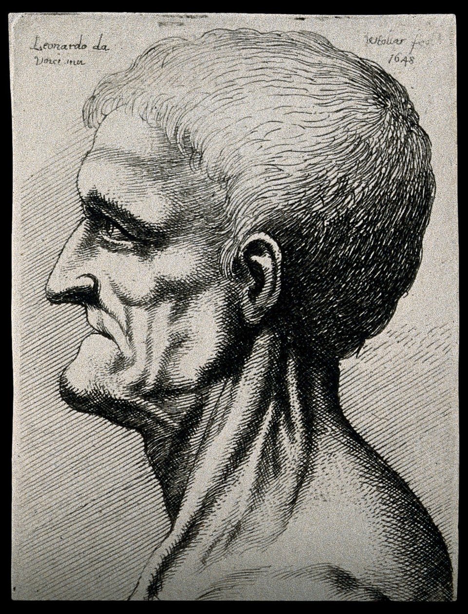 Hoved og hals på en ældre mand, set i venstre profil af Leonardo da Vinci