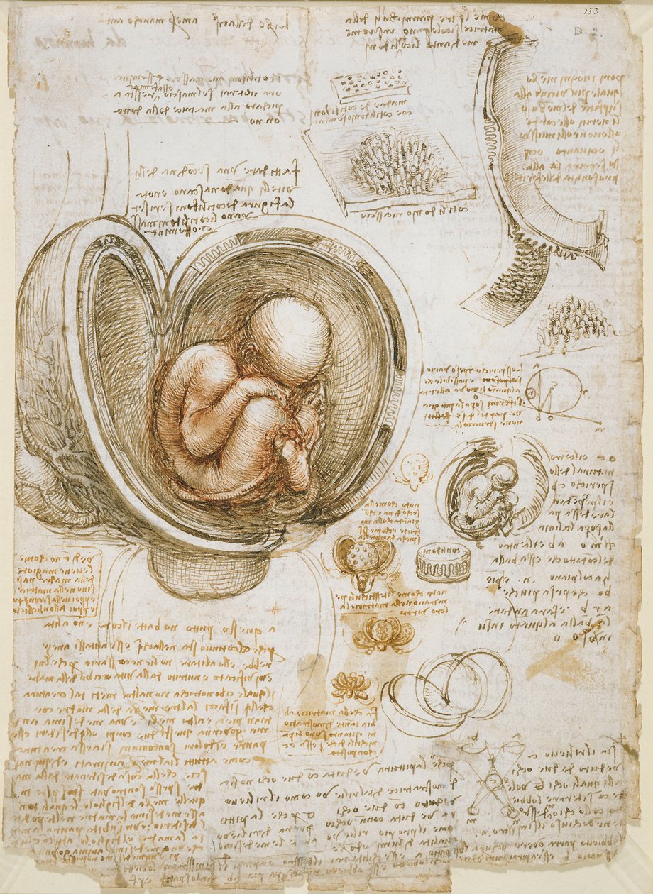 Undersøgelser af fosteret i livmoderen af Leonardo da Vinci