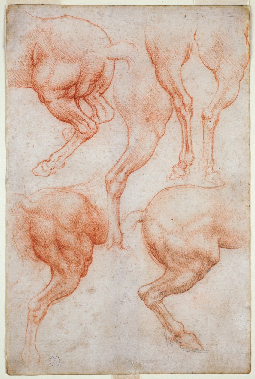 Studier af hestens baglår, ca. 1508 (blod med strejf af sort blyant på papir) af Leonardo da Vinci