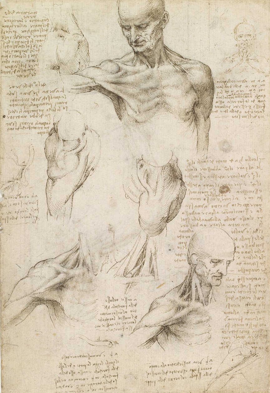 Overfladisk anatomi af skulder og nakke (recto) af Leonardo da Vinci