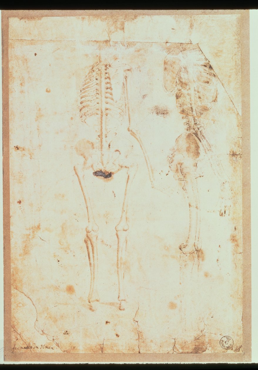 To undersøgelser af et hængende skelet (pen og blæk med vask) af Leonardo da Vinci