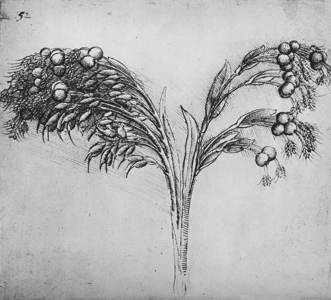 A Long-Stemmed Plant, c1480 1945 af Leonardo da Vinci