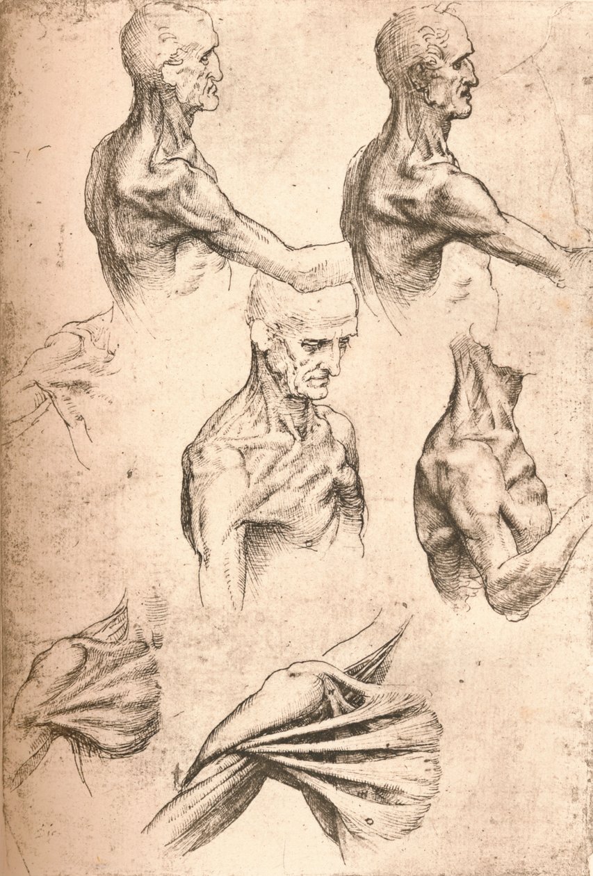 Anatomisk tegning, c1472-c1519 1883 af Leonardo da Vinci