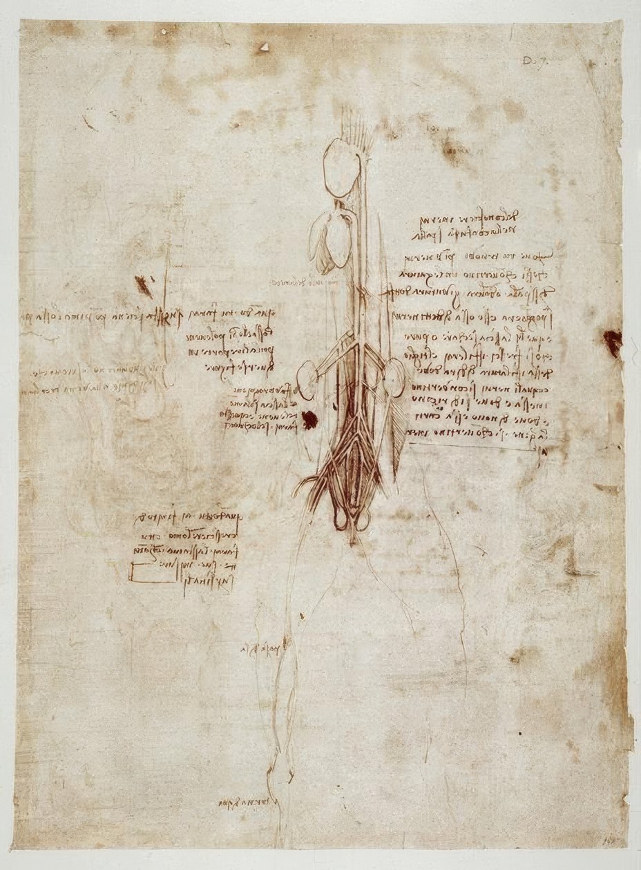 Anatomiestudien af Leonardo da Vinci