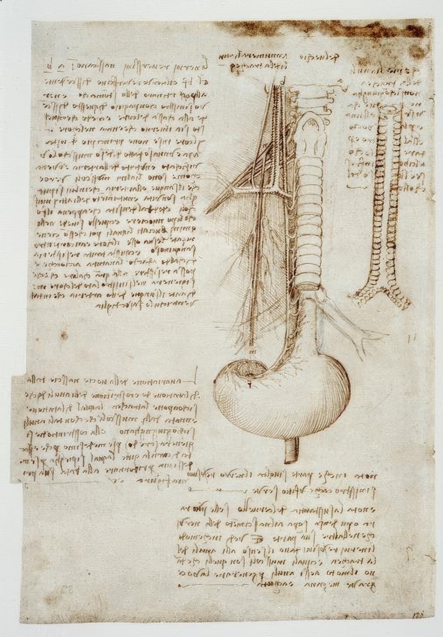 Anatomiestudien af Leonardo da Vinci