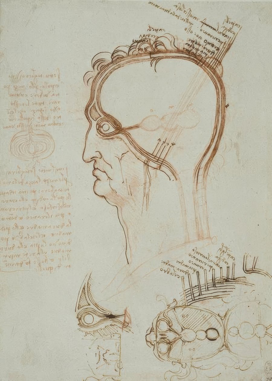 Anatomiestudien af Leonardo da Vinci