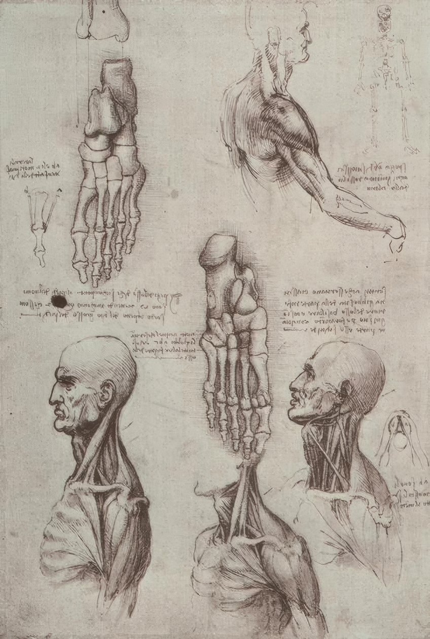 Anatomiestudien af Leonardo da Vinci