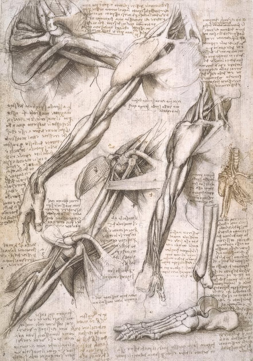 Anatomiestudien af Leonardo da Vinci