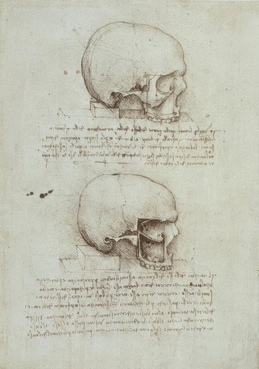 Anatomiestudien af Leonardo da Vinci