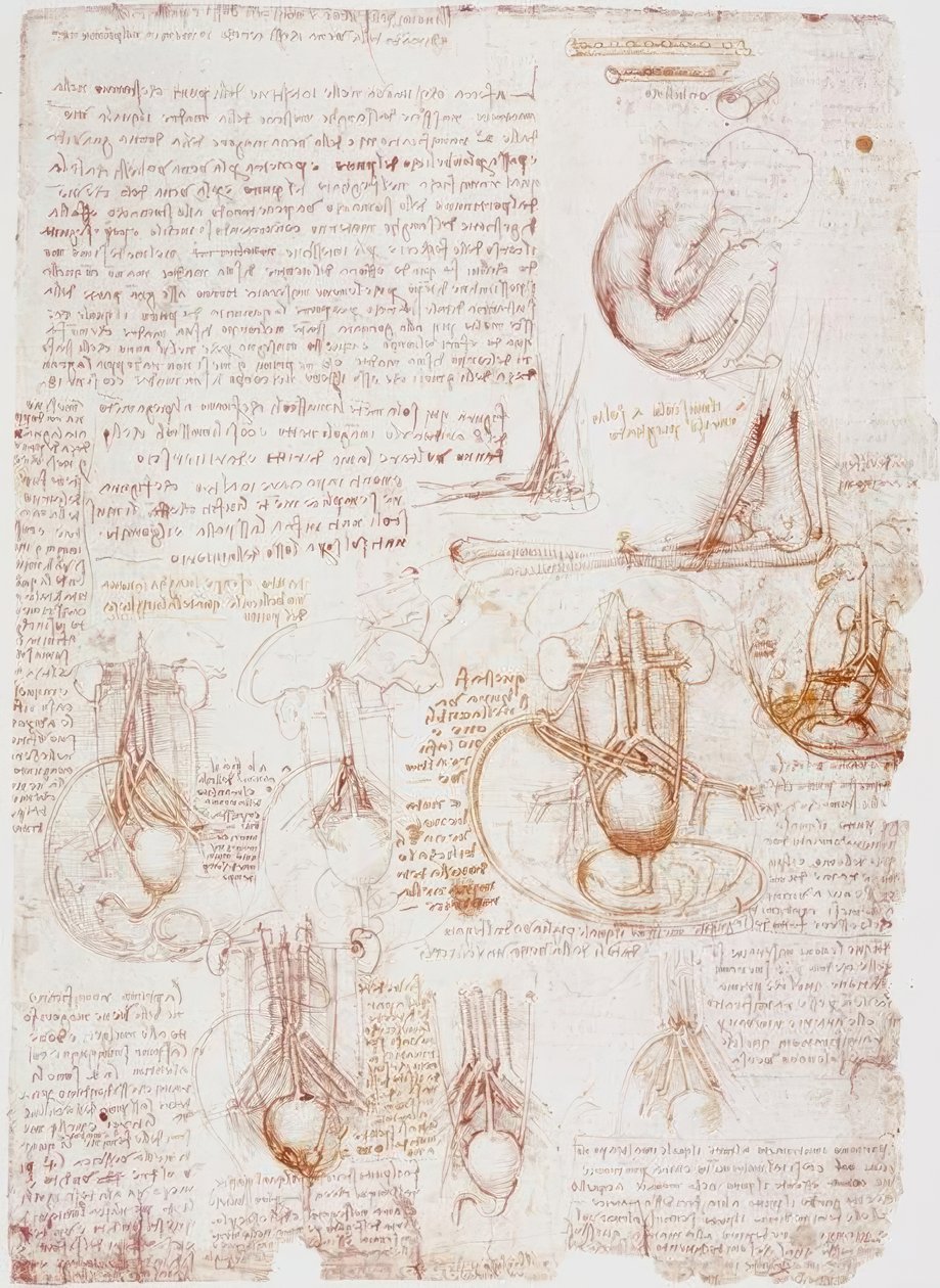 Anatomi undersøgelser: navlestreng / foster ... af Leonardo da Vinci