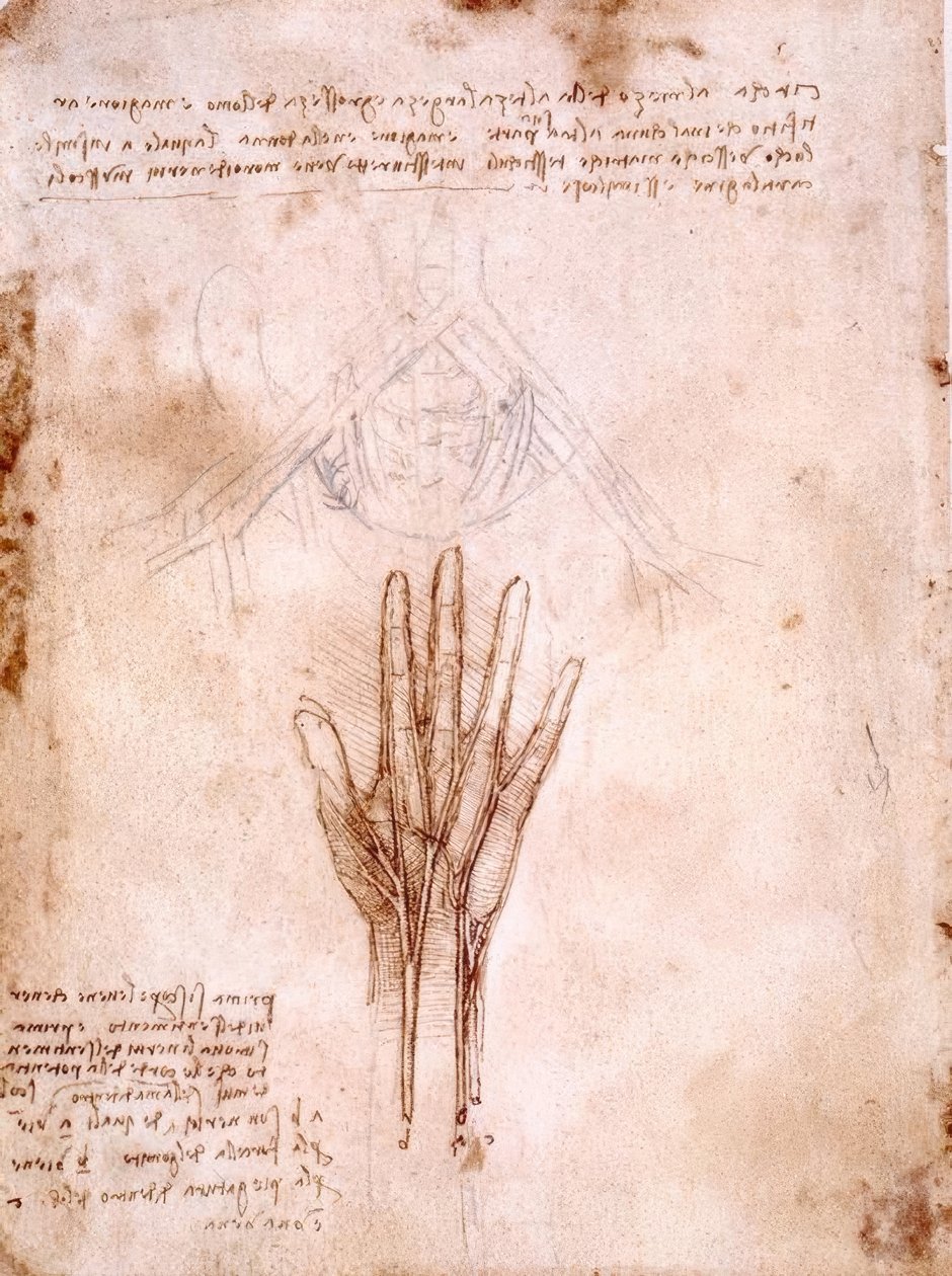 Anatomiundersøgelser: skitse af bækkenkarrene ... af Leonardo da Vinci