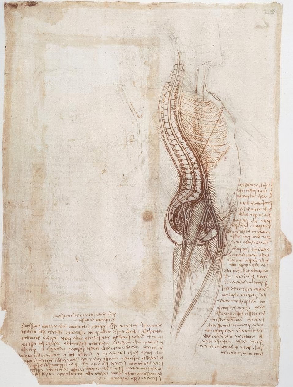 Anatomistudier: Rygsøjle ... af Leonardo da Vinci