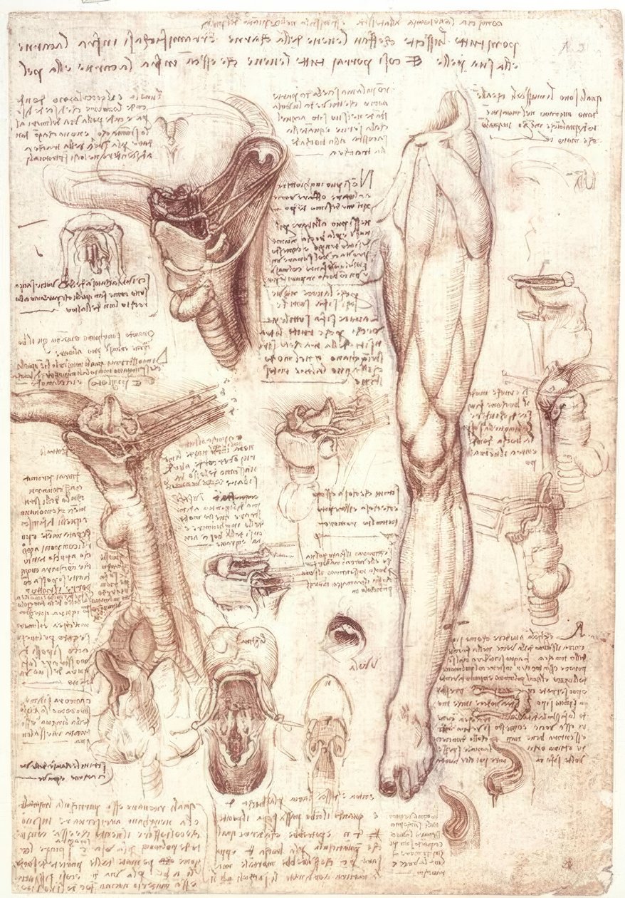 Anatomiundersøgelser: tunge, svælg, strubehoved og spiserør af Leonardo da Vinci