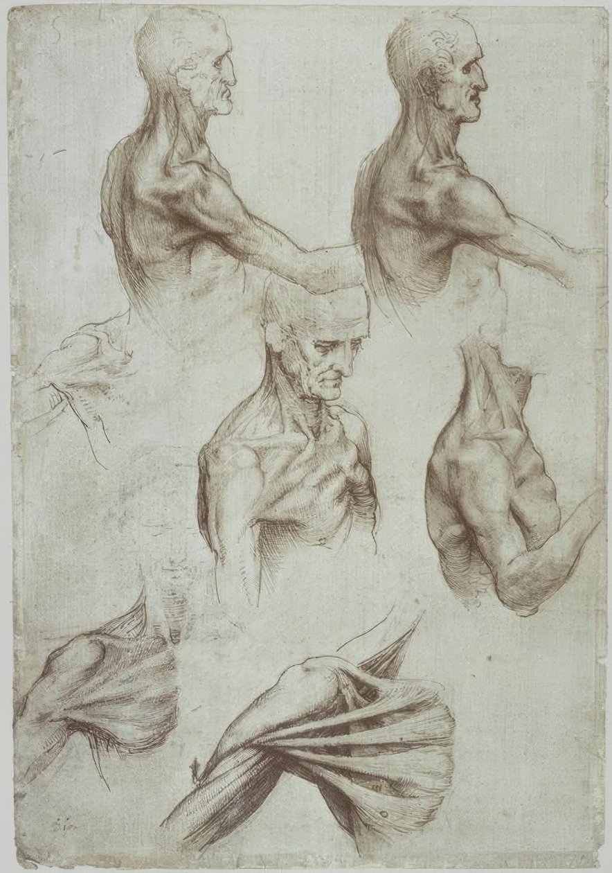 Leonardo / nakke- og skuldermuskler / f. 136v af Leonardo da Vinci