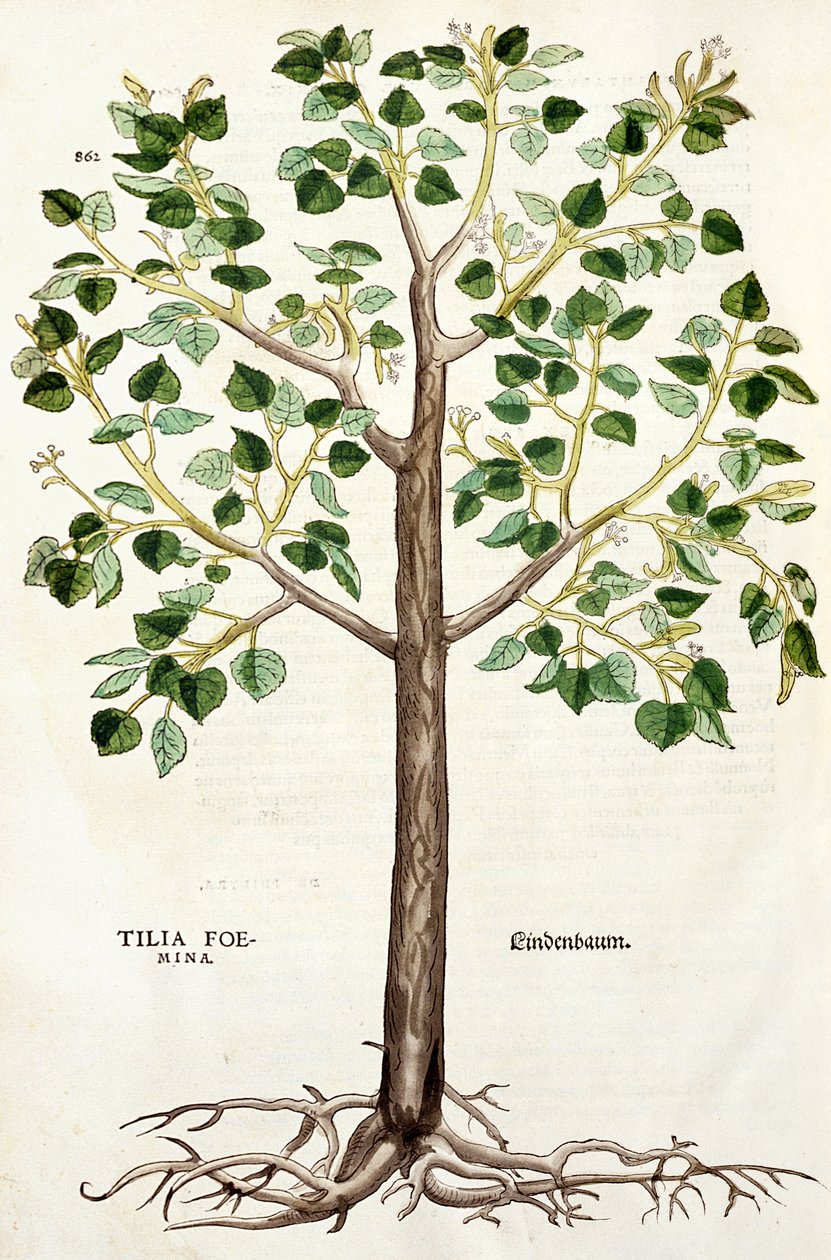 Tilia Lindenbaum, eller Lime Tree, illustration fra 