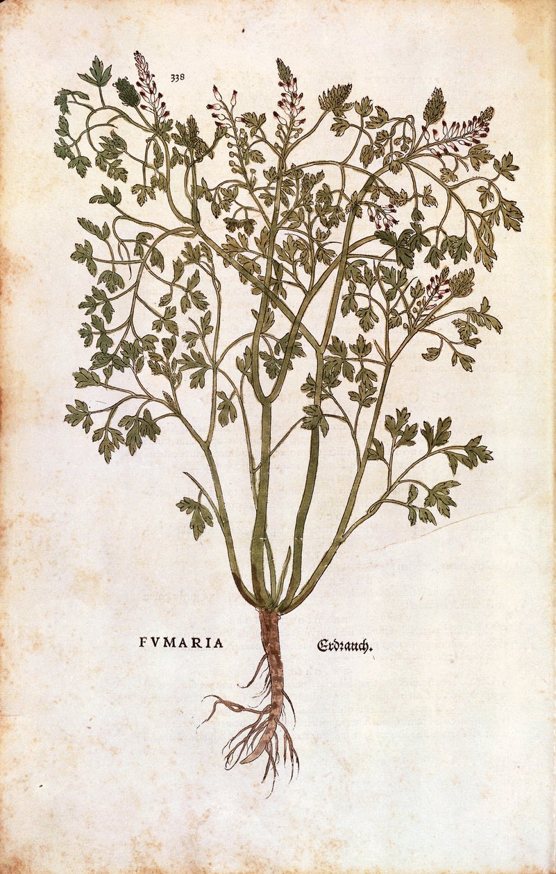 Almindelig rygning (Fumaria officinalis) af Leonhard Fuchs