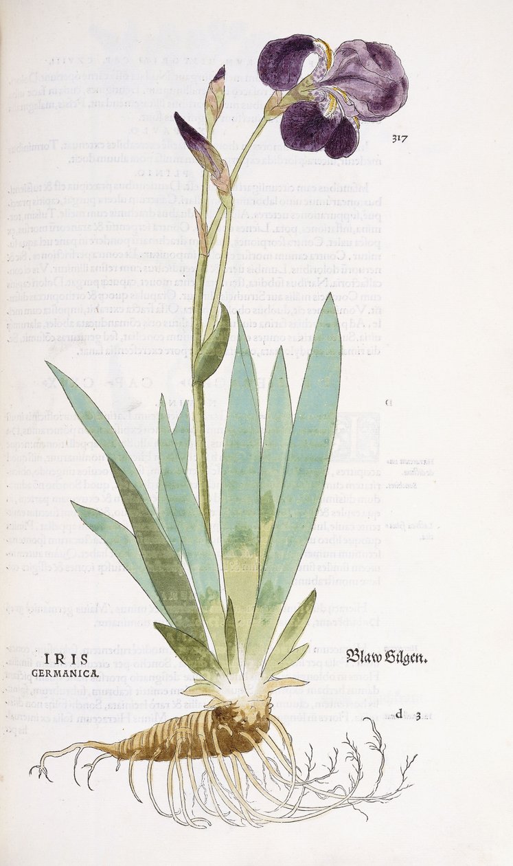 Iris Germanicus, 1542 af Leonhard Fuchs