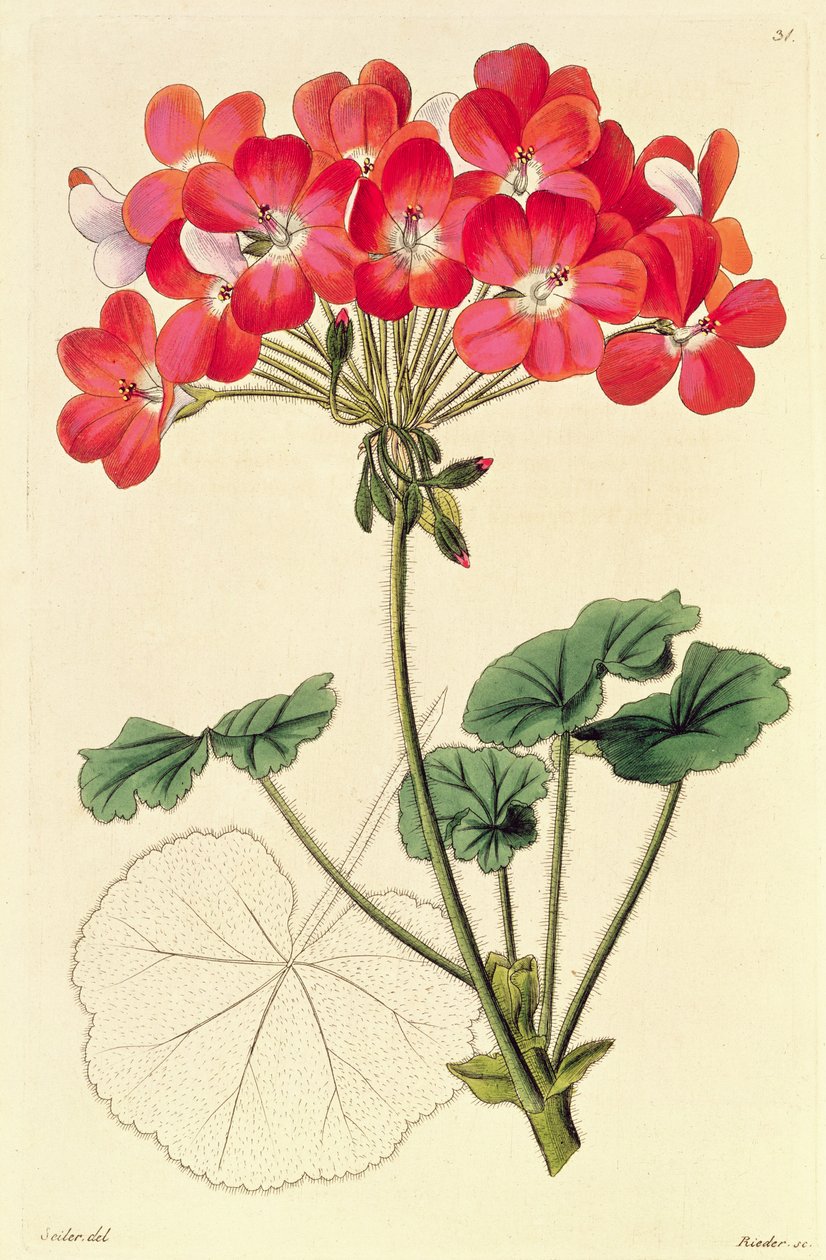 Pelargonium fra 