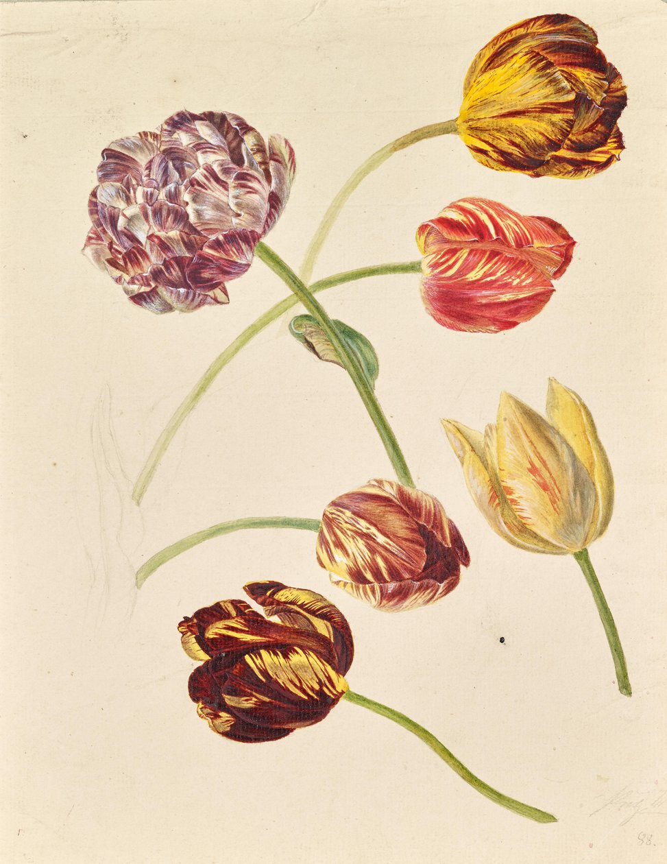 Tulipaner af Leopold von Stoll