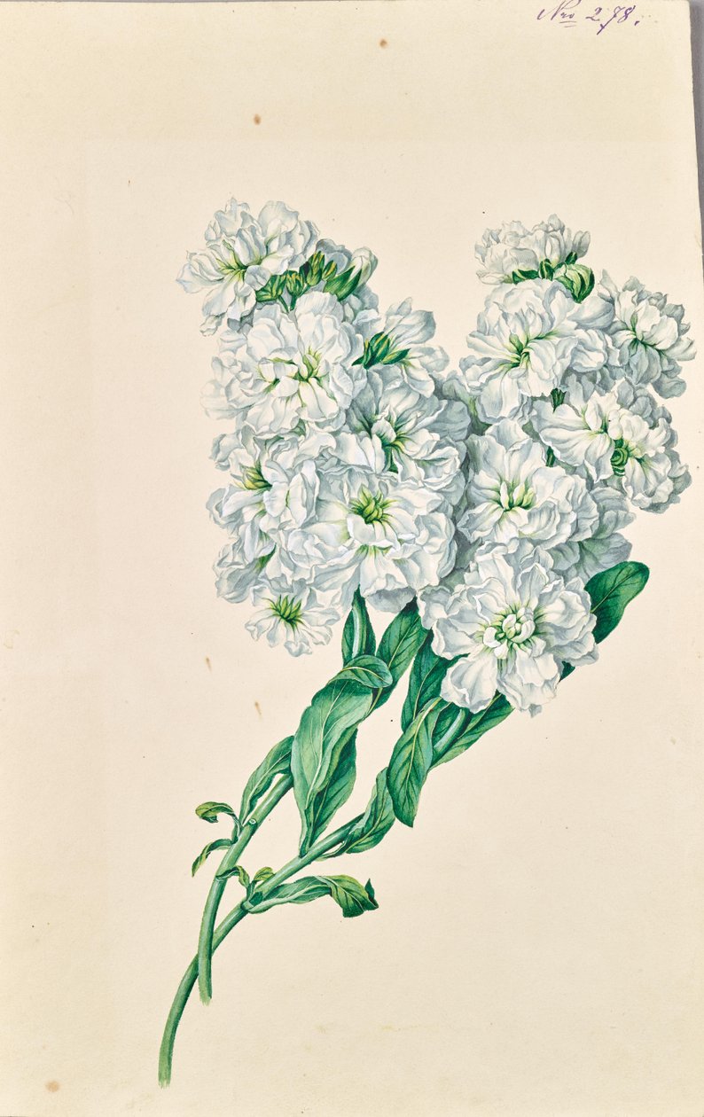 Hvide blomster af Leopold von Stoll