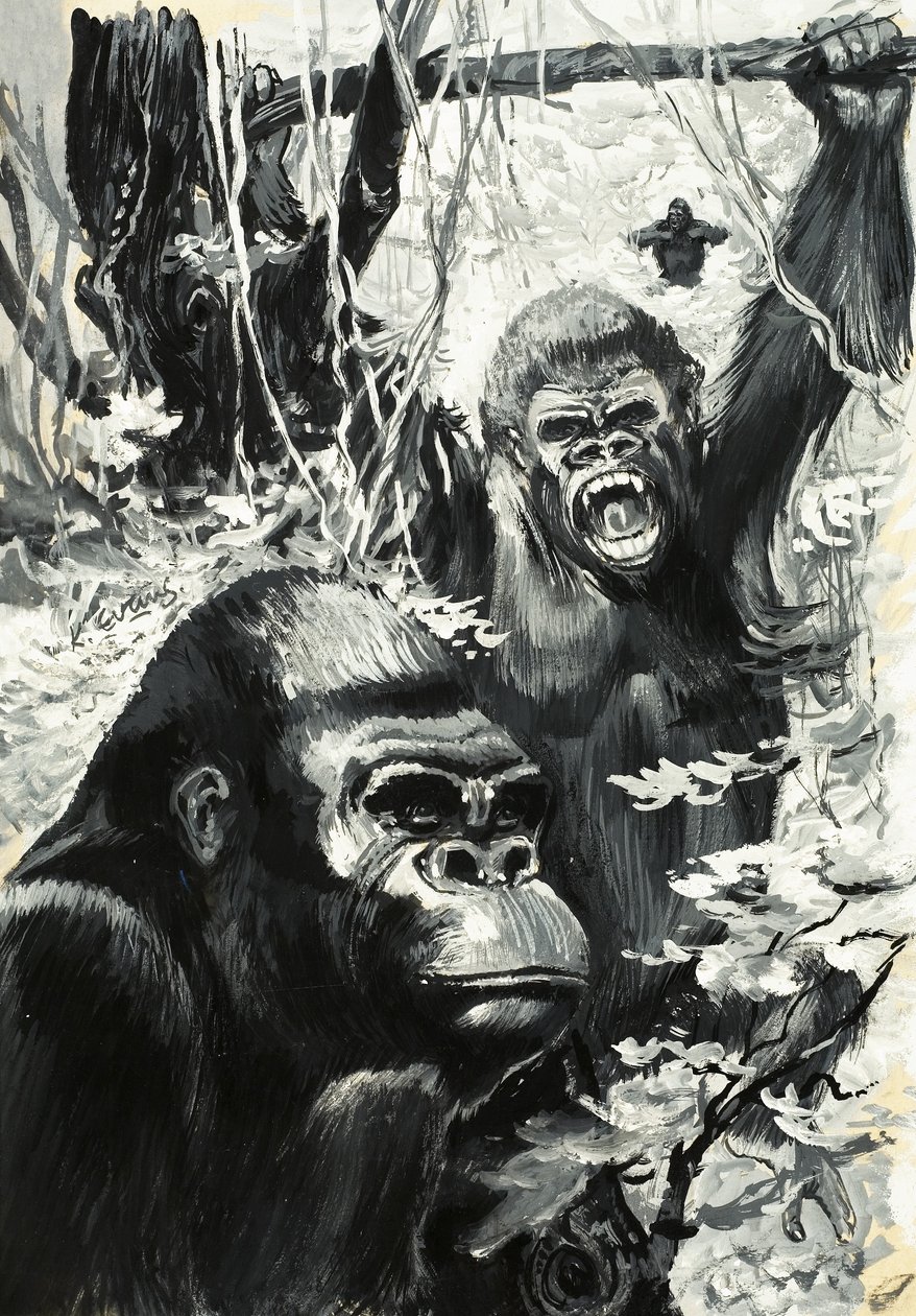Gorillaer af Leslie Field Evans