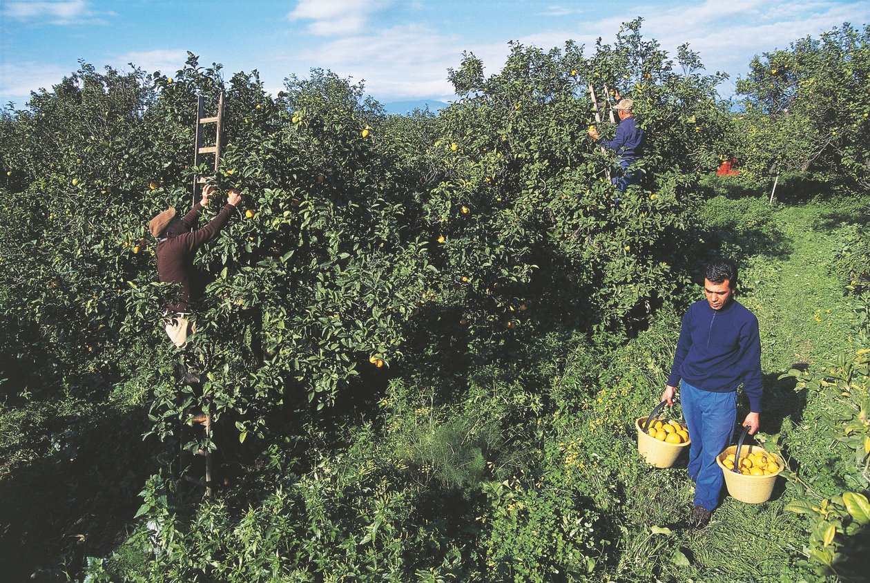 Høst af bergamot, Calabrien, Italien (foto) af Unbekannt Unbekannt