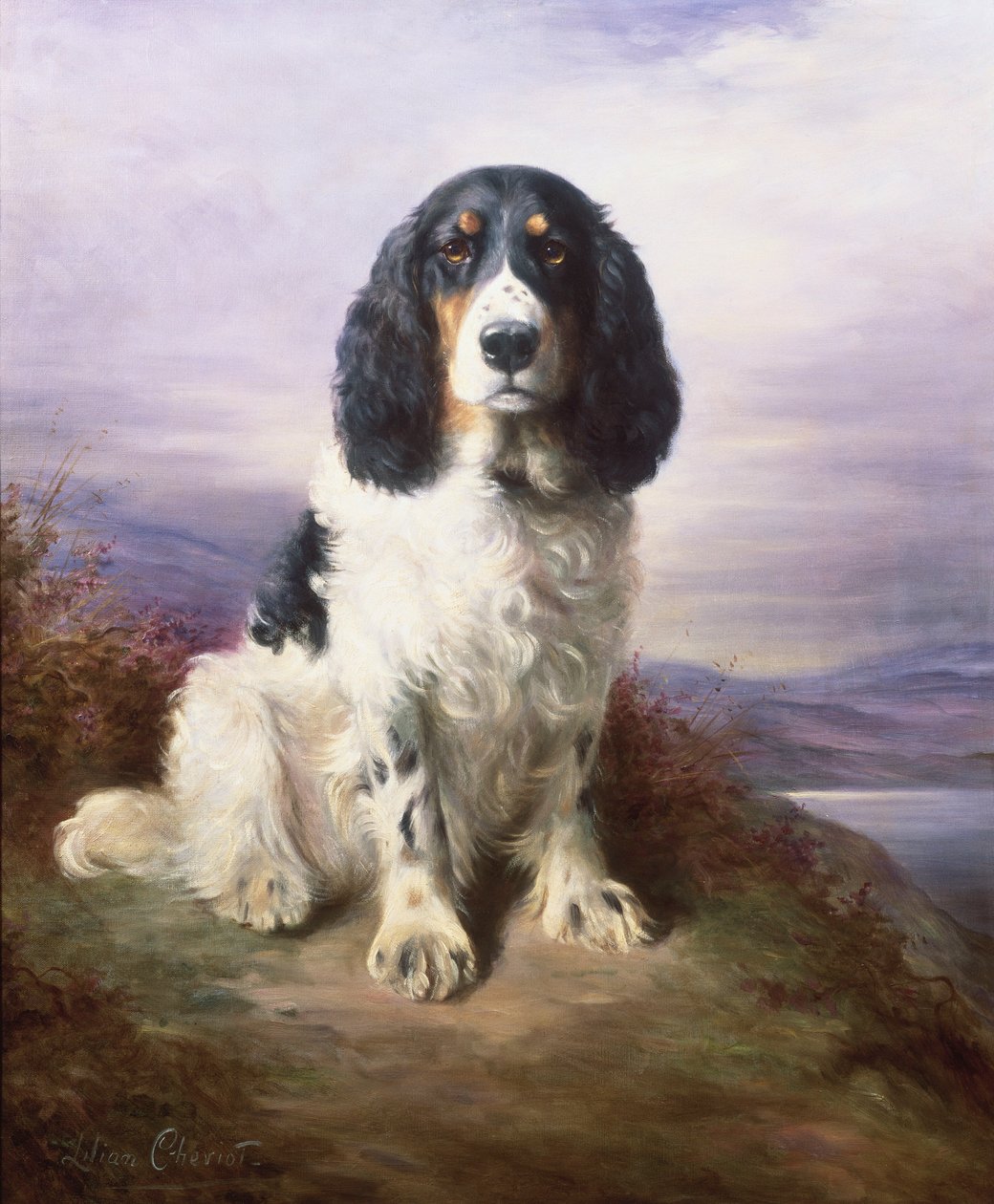 Royal, en tri-farvet Working Springer Spaniel af Lilian Cheviot