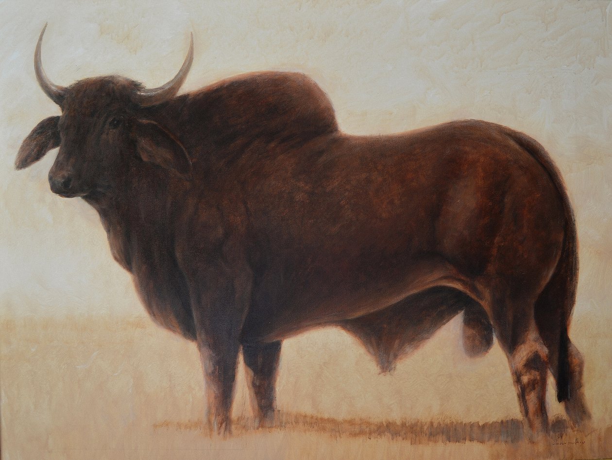 Brahmin Bull af Lincoln Seligman