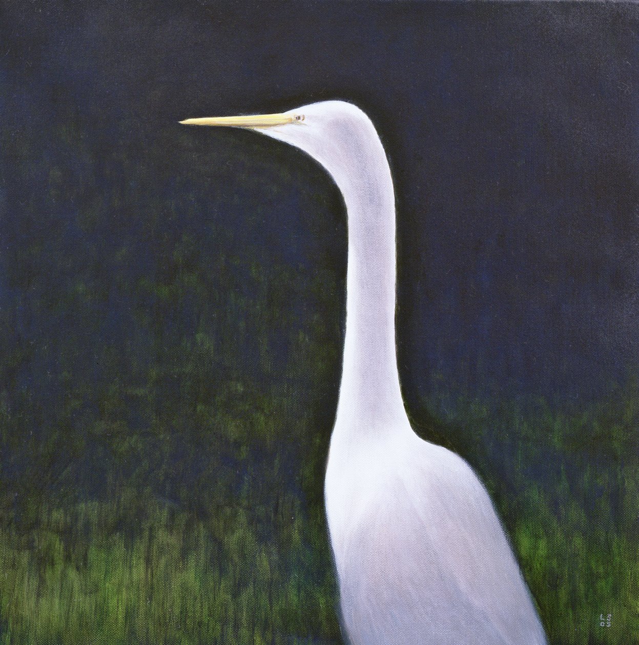 Hvid Egret af Lincoln Seligman