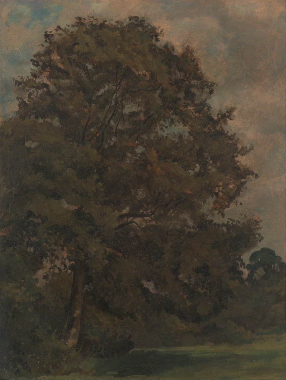 Studie af et asketræ af Lionel Constable