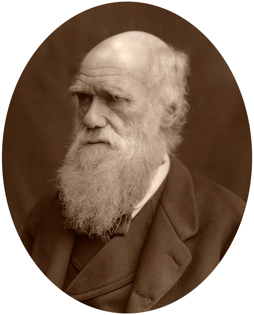 Charles Darwin, 1878. af Lock and Whitfield