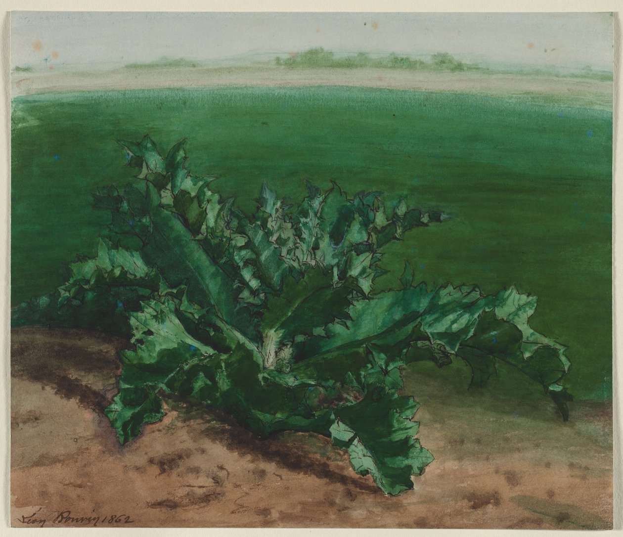 Studie af en plante, muligvis tidsel, 1862. af Léon Bonvin