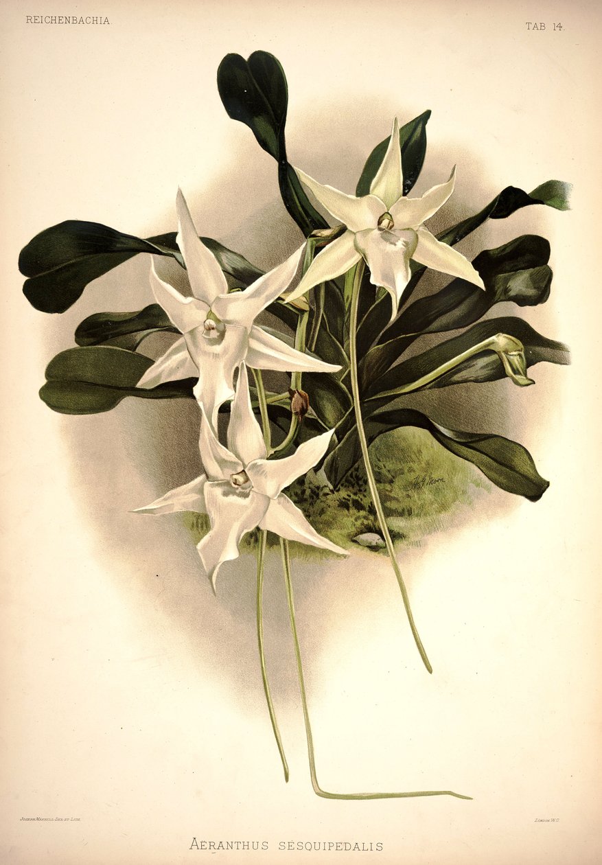 Angraecum sesquipedale af London H. Sotheran and Co.