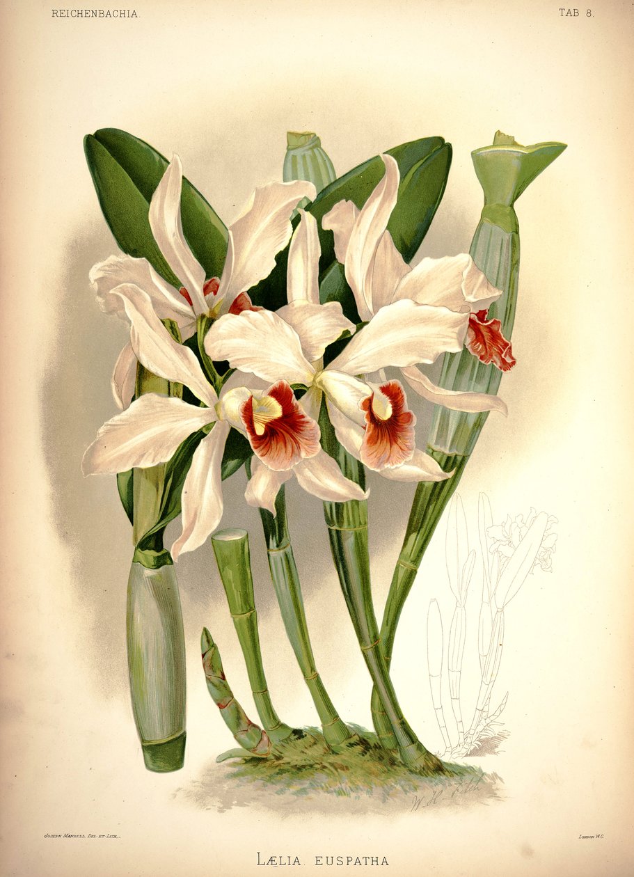 Cattleya × sprøjtet af London H. Sotheran and Co.