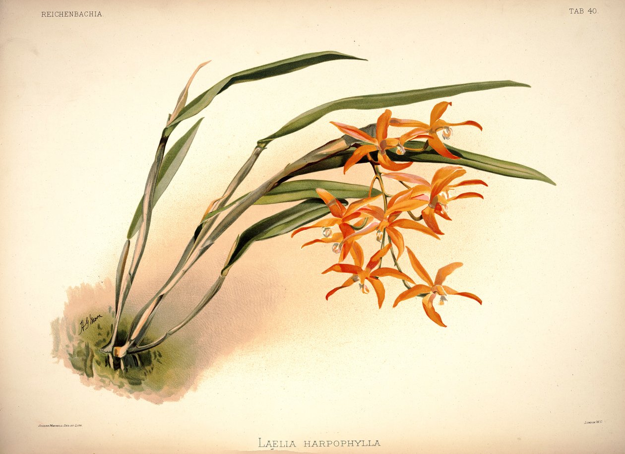 Cattleya harpophylla af London H. Sotheran and Co.