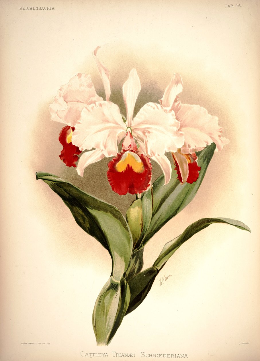 Cattleya trianae af London H. Sotheran and Co.